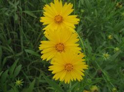 姊妹花开,绽放的亲情与友谊之歌