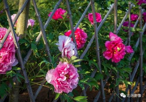 姊妹花开,绽放的亲情与友谊之歌