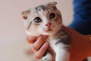 小猫皮希的知识时间