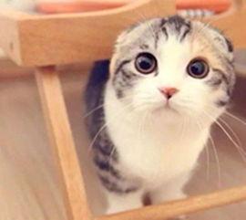 小猫皮希的知识时间