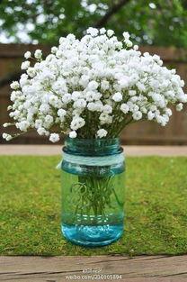 初夏满天星,浪漫诗意之旅