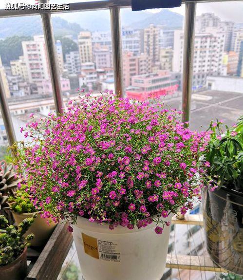 初夏满天星,浪漫诗意之旅